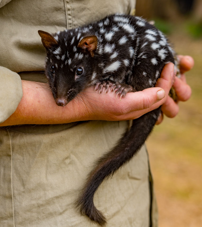 Tasmania